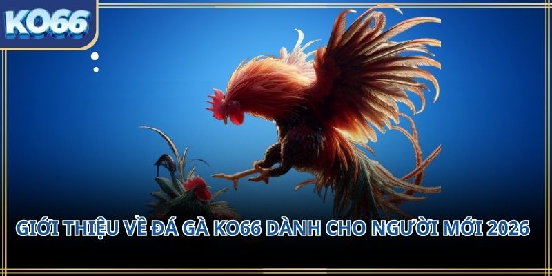 Giới thiệu về Đá gà KO66 dành cho người mới 2026